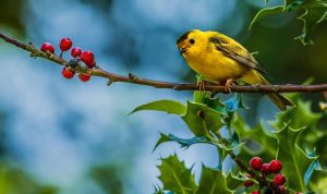 bird eating berries on branch