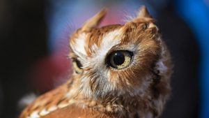 brown owl in flight